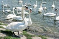 Beautiful Swans Ã¢â¬â Cygnus, birds scene